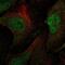 WWP3 antibody, NBP2-58071, Novus Biologicals, Immunofluorescence image 