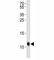 Small Ubiquitin Like Modifier 1 antibody, F40023-0.4ML, NSJ Bioreagents, Western Blot image 