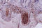 Glucagon antibody, 250669, Abbiotec, Immunohistochemistry paraffin image 