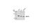 Cytochrome C Oxidase Subunit 4I1 antibody, 4844S, Cell Signaling Technology, Western Blot image 