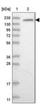 Gem Nuclear Organelle Associated Protein 5 antibody, PA5-57935, Invitrogen Antibodies, Western Blot image 