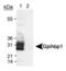 GPIHBP1 antibody, PA1-16977, Invitrogen Antibodies, Western Blot image 