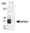 Glycosylphosphatidylinositol Anchored High Density Lipoprotein Binding Protein 1 antibody, PA1-16977, Invitrogen Antibodies, Western Blot image 