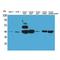 Isocitrate Dehydrogenase (NAD(+)) 3 Alpha antibody, LS-C387080, Lifespan Biosciences, Western Blot image 