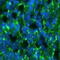 Proteolipid Protein 1 antibody, A01056, Boster Biological Technology, Immunofluorescence image 
