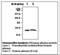 Transthyretin antibody, LS-B2595, Lifespan Biosciences, Western Blot image 