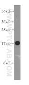 Prefoldin Subunit 5 antibody, 15078-1-AP, Proteintech Group, Western Blot image 