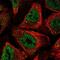 Cysteine And Serine Rich Nuclear Protein 1 antibody, NBP2-56676, Novus Biologicals, Immunocytochemistry image 
