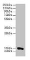 Cytochrome C Oxidase Subunit 5A antibody, CSB-PA00414A0Rb, Cusabio, Western Blot image 