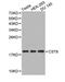 Cystatin 8 antibody, PA5-76001, Invitrogen Antibodies, Western Blot image 