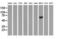 Rho GTPase Activating Protein 25 antibody, LS-C115665, Lifespan Biosciences, Western Blot image 