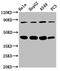 Phosphoinositide-3-Kinase Regulatory Subunit 6 antibody, CSB-PA719469LA01HU, Cusabio, Western Blot image 