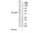Brn-3.0 antibody, TA312819, Origene, Western Blot image 