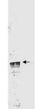 Cyclin L1 antibody, orb86489, Biorbyt, Western Blot image 