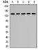 Rho GTPase Activating Protein 44 antibody, orb377933, Biorbyt, Western Blot image 