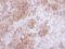 Uronyl 2-Sulfotransferase antibody, NBP1-32585, Novus Biologicals, Immunohistochemistry paraffin image 