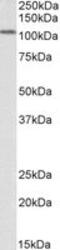 Lysine Demethylase 1A antibody, MBS423454, MyBioSource, Western Blot image 