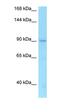 Transmembrane Protein 63A antibody, orb324899, Biorbyt, Western Blot image 