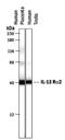 Interleukin 13 Receptor Subunit Alpha 2 antibody, PA5-46976, Invitrogen Antibodies, Western Blot image 