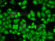 MTOR Associated Protein, LST8 Homolog antibody, A1059, ABclonal Technology, Immunofluorescence image 