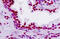 Teashirt Zinc Finger Homeobox 2 antibody, MBS248786, MyBioSource, Immunohistochemistry frozen image 