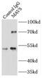 Mitochondrial Antiviral Signaling Protein antibody, FNab05032, FineTest, Immunoprecipitation image 