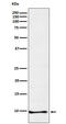 Neuronatin antibody, M08311, Boster Biological Technology, Western Blot image 