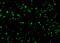 TSC Complex Subunit 1 antibody, A00365, Boster Biological Technology, Immunofluorescence image 