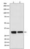 General Transcription Factor IIB antibody, M06893-2, Boster Biological Technology, Western Blot image 