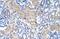 Eukaryotic Translation Initiation Factor 3 Subunit G antibody, GTX47376, GeneTex, Immunohistochemistry paraffin image 