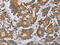 Pleckstrin Homology And RhoGEF Domain Containing G6 antibody, CSB-PA212466, Cusabio, Immunohistochemistry paraffin image 