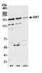Kinesin Family Member 7 antibody, NBP1-46838, Novus Biologicals, Western Blot image 