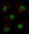 Sorbin And SH3 Domain Containing 2 antibody, GTX81600, GeneTex, Immunofluorescence image 