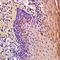 Interleukin 1 Receptor Antagonist antibody, orb6227, Biorbyt, Immunohistochemistry paraffin image 