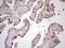 p21 antibody, LS-C798489, Lifespan Biosciences, Immunohistochemistry paraffin image 