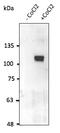 HIF1-alpha antibody, AB0112-200, Origene, Western Blot image 