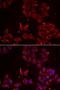 Zinc Finger MYND-Type Containing 11 antibody, orb247372, Biorbyt, Immunofluorescence image 