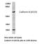 Cadherin 8 antibody, LS-C177072, Lifespan Biosciences, Western Blot image 