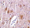 Tripartite motif-containing protein 5 antibody, 3241, ProSci, Immunohistochemistry frozen image 