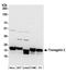 TAGLN2 antibody, A304-586A, Bethyl Labs, Western Blot image 