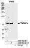 Transmembrane protein 214 antibody, A305-793A-M, Bethyl Labs, Immunoprecipitation image 