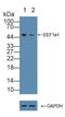 Eukaryotic Translation Elongation Factor 1 Alpha 1 antibody, LS-C374831, Lifespan Biosciences, Western Blot image 