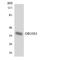 Olfactory Receptor Family 10 Subfamily S Member 1 antibody, LS-C200315, Lifespan Biosciences, Western Blot image 