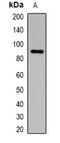Gelsolin antibody, orb378089, Biorbyt, Western Blot image 
