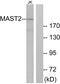 Microtubule Associated Serine/Threonine Kinase 2 antibody, PA5-38709, Invitrogen Antibodies, Western Blot image 