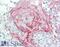 Checkpoint Kinase 1 antibody, 43-391, ProSci, Enzyme Linked Immunosorbent Assay image 