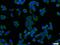 Protein Tyrosine Phosphatase Non-Receptor Type 1 antibody, 11334-1-AP, Proteintech Group, Immunofluorescence image 