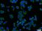 PTPN1 antibody, 11334-1-AP, Proteintech Group, Immunofluorescence image 