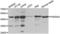 Par-6 Family Cell Polarity Regulator Alpha antibody, LS-C332344, Lifespan Biosciences, Western Blot image 