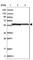 Zinc finger protein 354C antibody, HPA030904, Atlas Antibodies, Western Blot image 